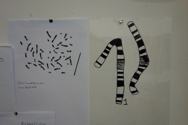 Zwei Din-A4-Seiten Papier wurden mit Reißzwecken an die Wand geheftet. Darauf sieht man ein Foto und eine Skizze von Chromosomen.